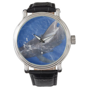 Montre Baleine pilote à Hawaii