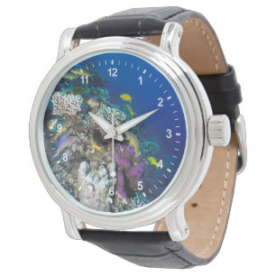 Montre Banc de rougets autour d'un petit corail