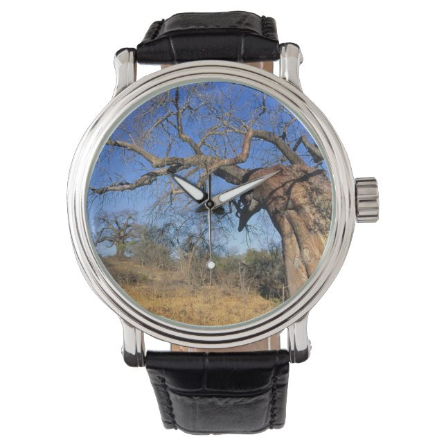 Montre Baobab (Adansonia Digitata), Parc national Kruger (devant)