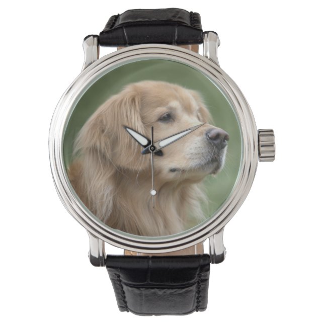 Montre Beau Golden Retriever Chien en Closeup (devant)