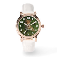 Beau loup gris dans une forêt foncée