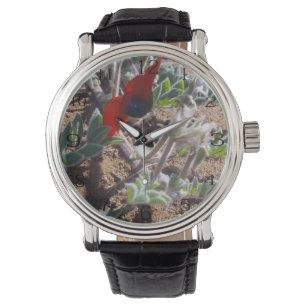 Montre Beauté du désert : pois de Sturt rouges et noirs