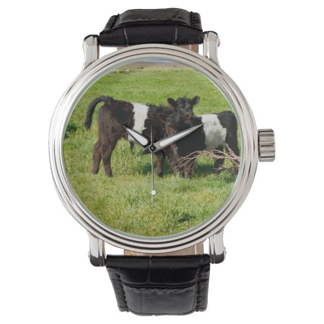 Montre Bébé Belted Vaches Galloway Dans Le Pays, (devant)
