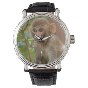 Montre Bébé Macaque Rhésus, Temple du Singe, Jaipur