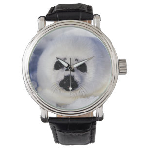 Montre Bébé phoque à harpe glace golfe du Saint-Laurent,