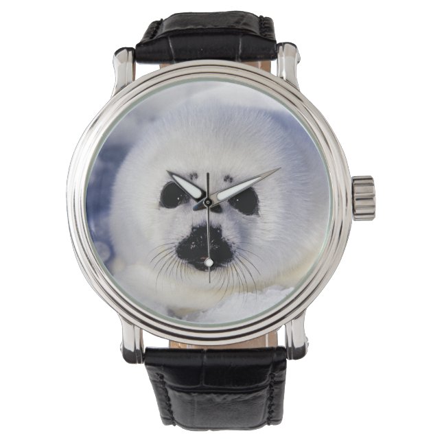 Montre Bébé phoque à harpe glace golfe du Saint-Laurent, (devant)
