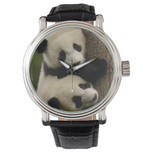 Montre Bébés de panda géant (Ailuropoda melanoleuca) 2