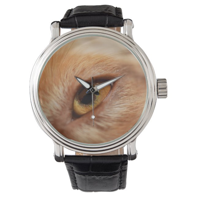 Montre Berger américain miniature, oeil rouge merle (devant)