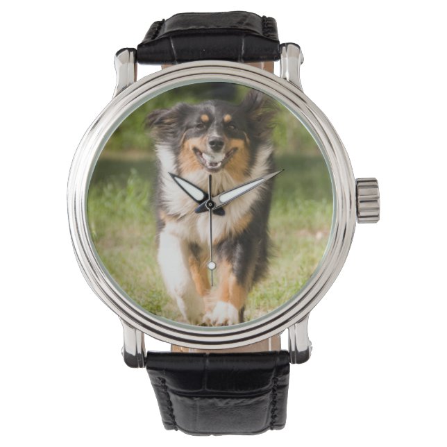 Montre Berger Australien Jouant Avec Balle (devant)