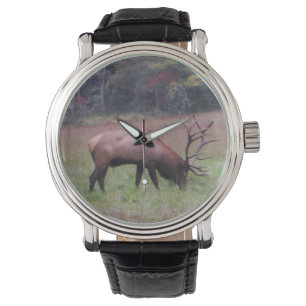 Montre Big Bull Elk dans l'automne de l'herbe violette. P