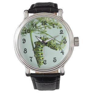 Montre Black Swallowtail Caterpillar mangeant du persil-w