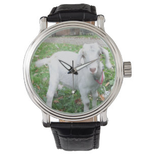 Montre blanche de chèvre