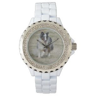 Montre Blue Merle Australian Shepherd