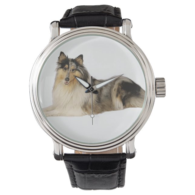 Montre blue merrough collie laying (devant)
