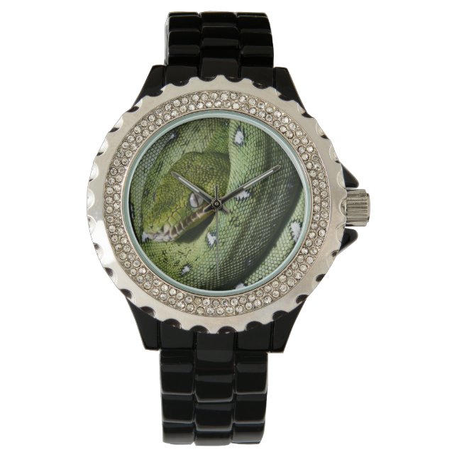 Montre Boa émeraude de serpent vert en Bolivie (devant)