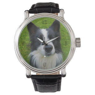 Montre Bordure Collie