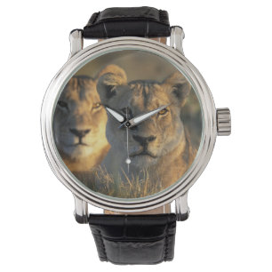 Montre Botswana, parc national de Chobe, Lionnes