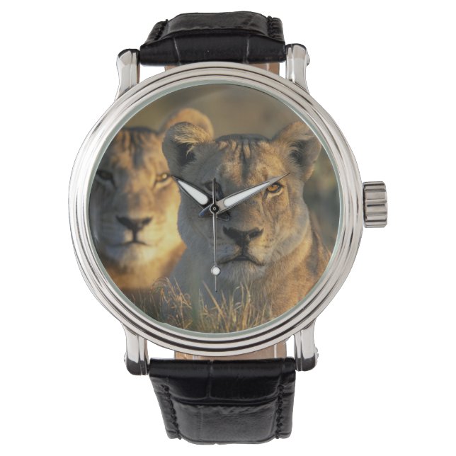 Montre Botswana, parc national de Chobe, Lionnes (devant)