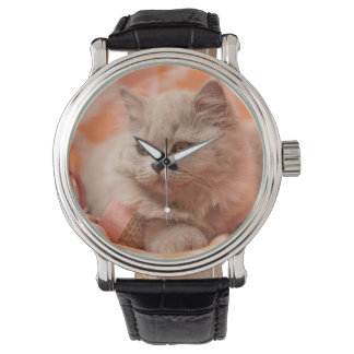 Montre British shorthair, British longhair, Lilas