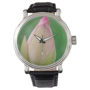 Montre Bulbe Lily de l'eau non ouverte, Durban Botanique