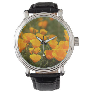 Montre California poppies