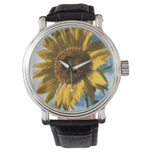 Montre Californie, Un Tournesol Mammouth (Helianthus) 2