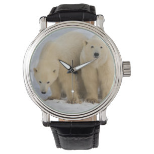 Montre Canada, baie d'Hudson. Ours polaire mère avec deux