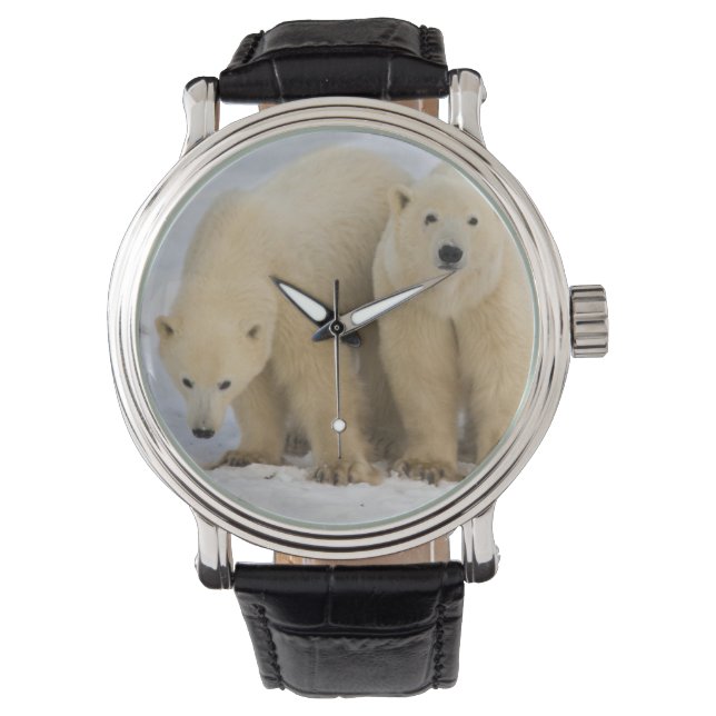 Montre Canada, baie d'Hudson. Ours polaire mère avec deux (devant)
