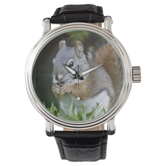 Montre Canada, Colombie-Britannique, Pin Écureuil roux (devant)