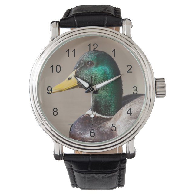 Montre Canard colvert (devant)