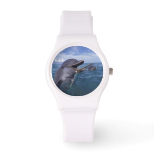 Montre Caraïbes, Grand dauphin