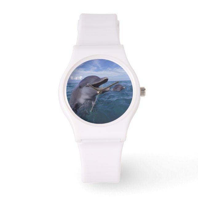 Montre Caraïbes, Grand dauphin (Recto)
