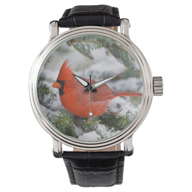 Montre Cardinal du Nord à Balsam sapin en hiver (devant)