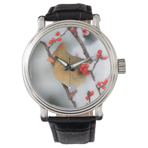 Montre Cardinal du Nord femelle sur un Houx verticillé