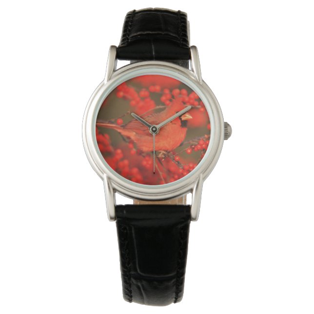 Montre Cardinal rouge mâle du Nord, IL (devant)