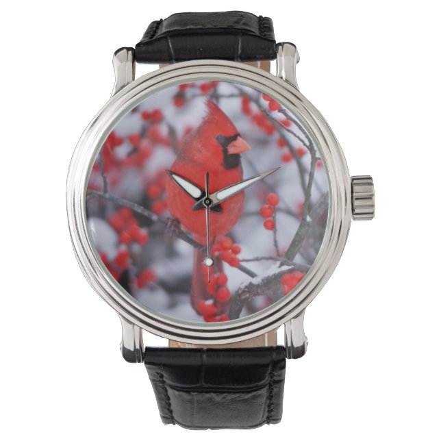 Montre Cardinal rouge mâle, Hiver, IL (devant)