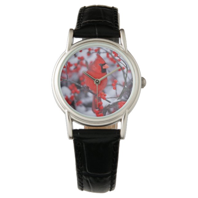 Montre Cardinal rouge mâle, Hiver, IL (devant)