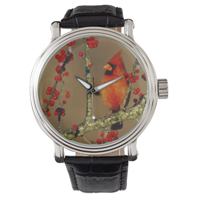 Montre Cardinal rouge mâle perché, IL (devant)