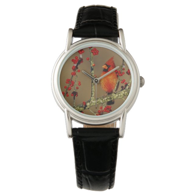 Montre Cardinal rouge mâle perché, IL (devant)