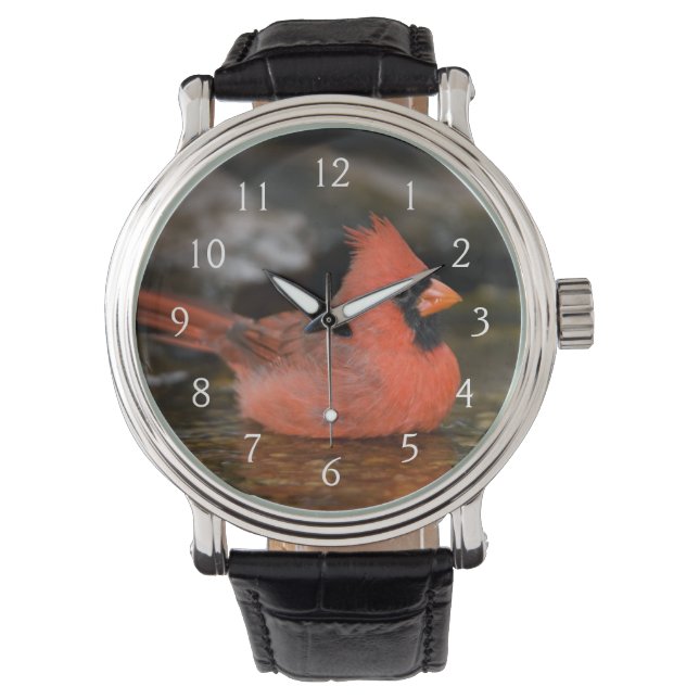 Montre Cardinal rouge mâle se baignant (devant)