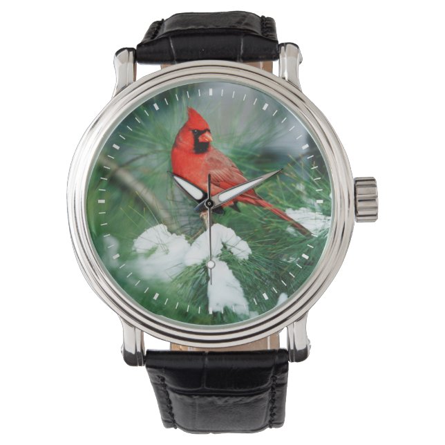 Montre Cardinal rouge mâle sur un arbre, IL (devant)