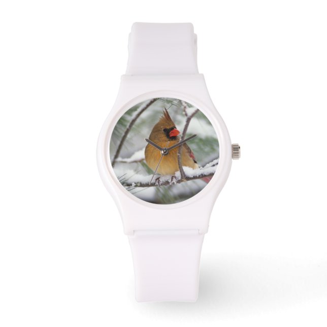 Montre Cardinalis femelle dans un pin enneigé, (Recto)