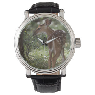 Montre Cerf de Virginie, Odocoileus virginianus