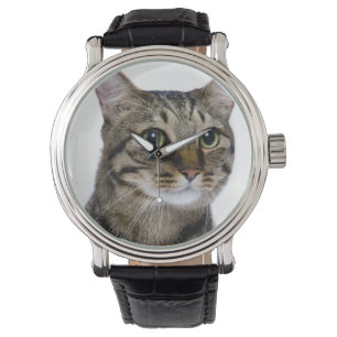 Montre Chat japonais sur arrière - plan blanc