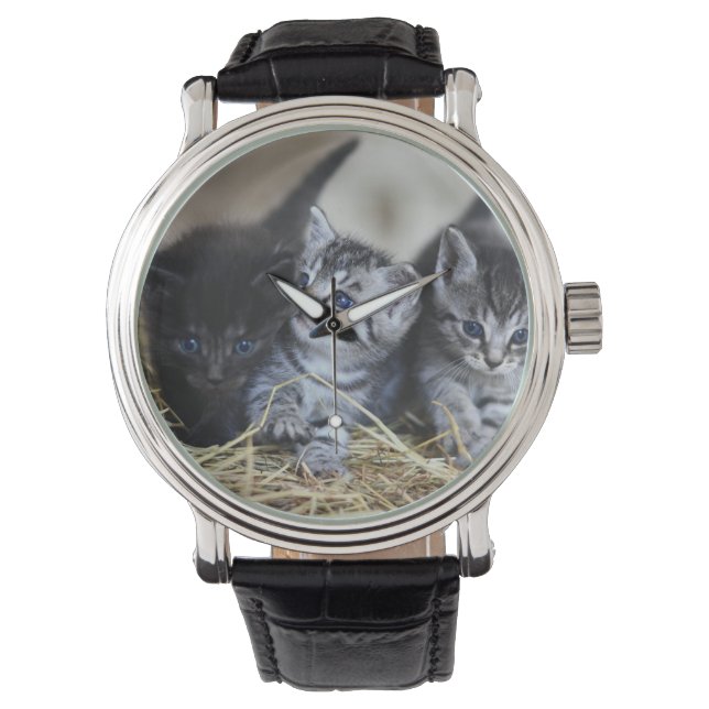 Montre Chatons, Animal de compagnie, Félins (devant)