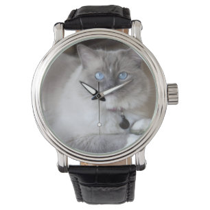 Montre Chatte Ragdoll