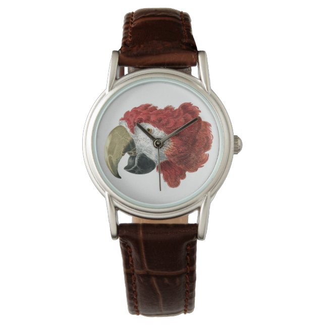 Montre Chef d'une Macaw (1725-1792) Aert Schouman (devant)