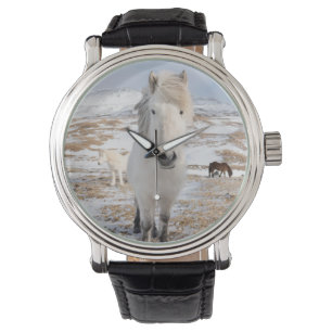 Montre Cheval Blanc Islandais, Islande