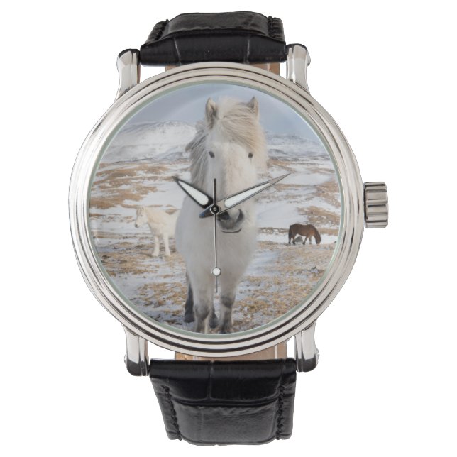 Montre Cheval islandais blanc, Islande (devant)