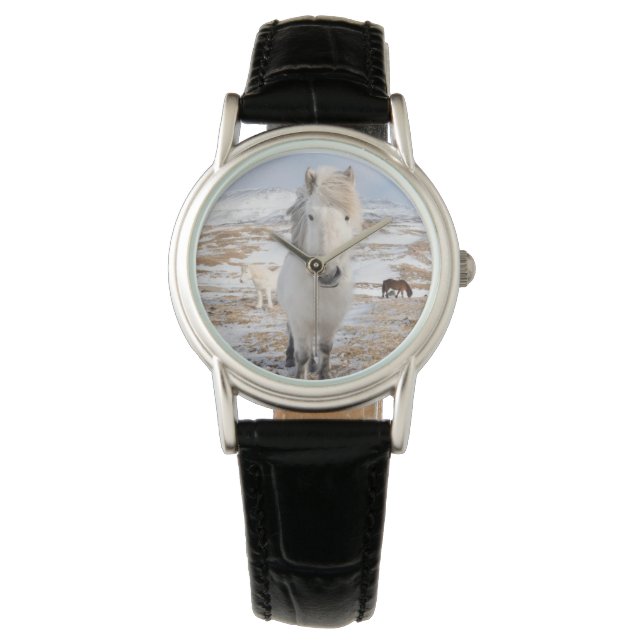 Montre Cheval islandais blanc, Islande (devant)